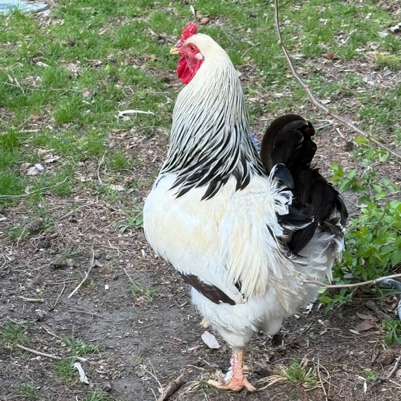 Chicken Snacks - Picture 6 of 7